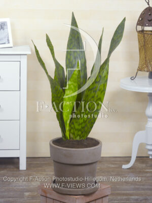 botanic stock photo Sanseveria