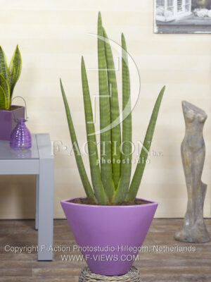 botanic stock photo Sanseveria