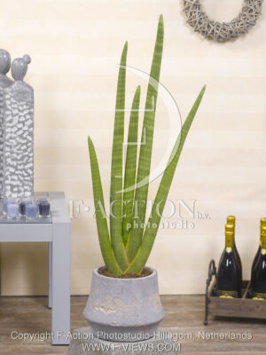 botanic stock photo Sanseveria
