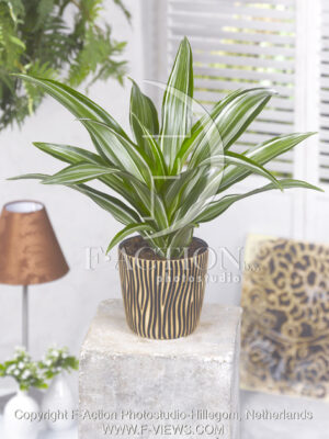 botanic stock photo Dracaena