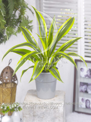 botanic stock photo Dracaena