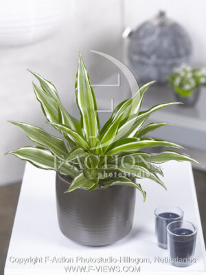 botanic stock photo Dracaena
