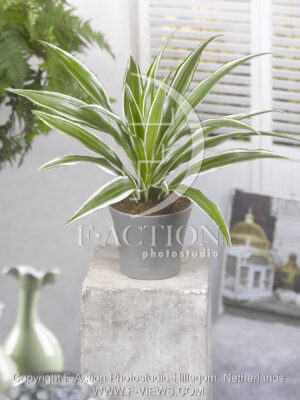 botanic stock photo Dracaena