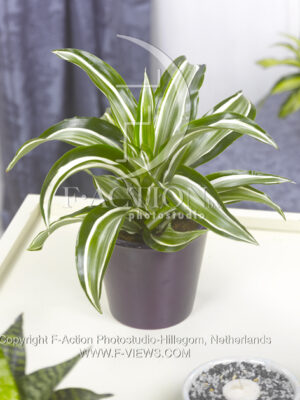 botanic stock photo Dracaena