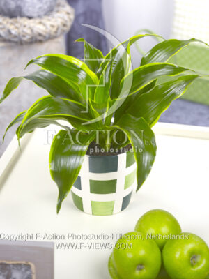 botanic stock photo Dracaena