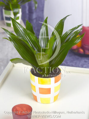 botanic stock photo Dracaena