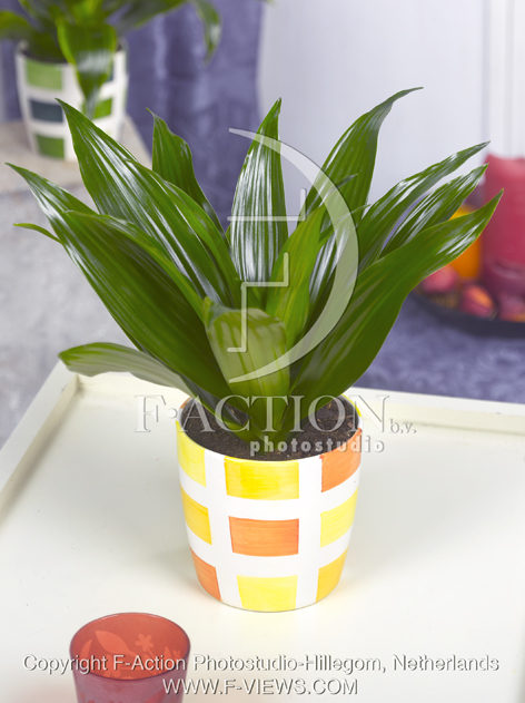 botanic stock photo Dracaena
