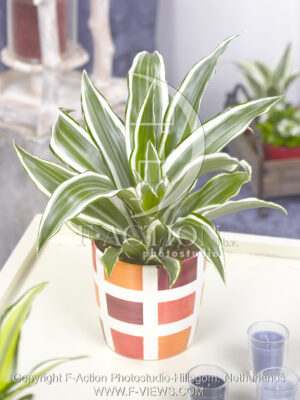 botanic stock photo Dracaena