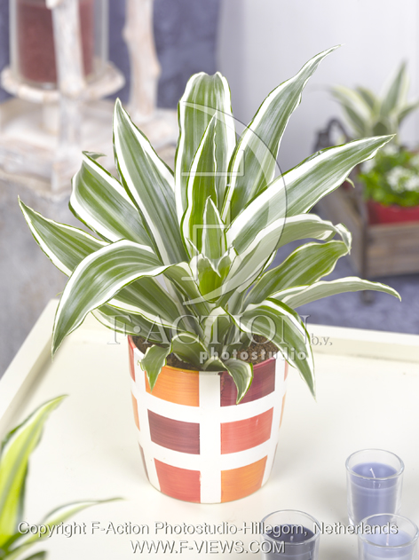 botanic stock photo Dracaena