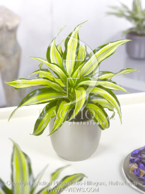 botanic stock photo Dracaena
