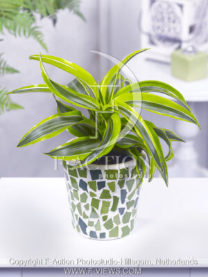 botanic stock photo Dracaena