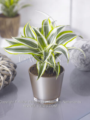botanic stock photo Dracaena