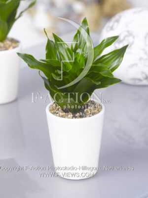 botanic stock photo Dracaena