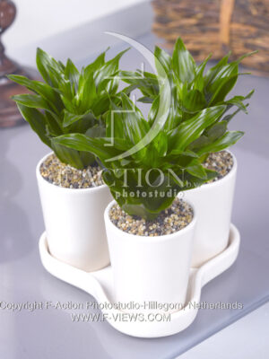 botanic stock photo Dracaena