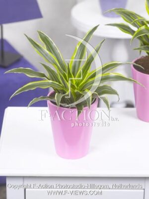 botanic stock photo Dracaena