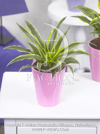 botanic stock photo Dracaena