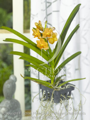 botanic stock photo Orchidee