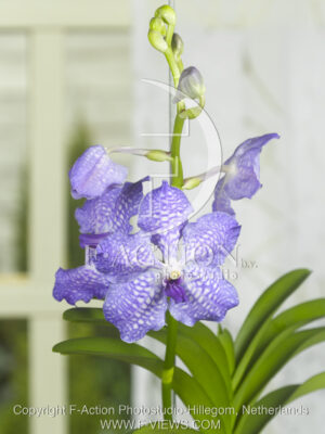 botanic stock photo Orchidee