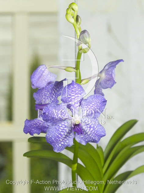 botanic stock photo Orchidee