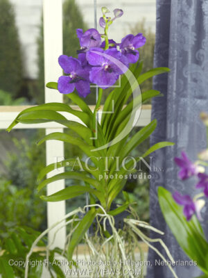 botanic stock photo Orchidee