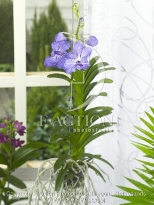 botanic stock photo Orchidee