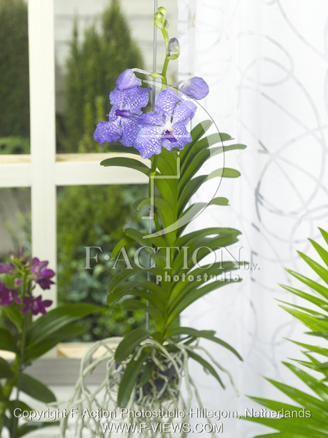 botanic stock photo Orchidee