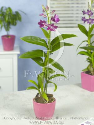 botanic stock photo Orchidee