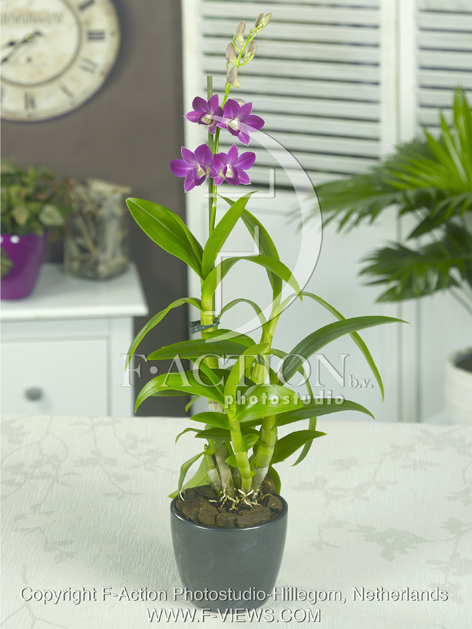 botanic stock photo Orchidee
