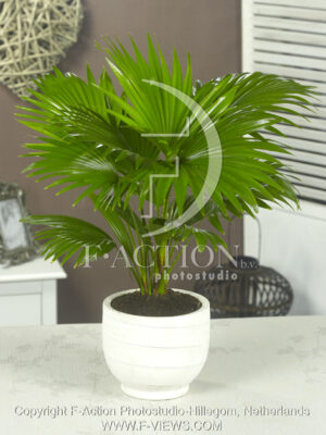 botanic stock photo Livingstonia