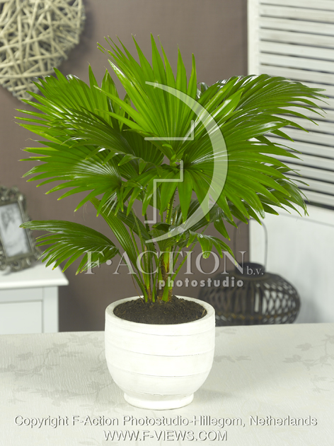 botanic stock photo Livingstonia