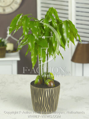 botanic stock photo Castano
