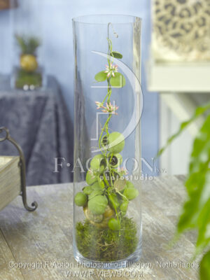 botanic stock photo Dischidia