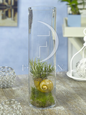 botanic stock photo Dischidia