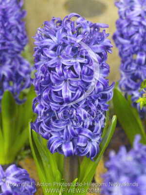 botanic stock photo Hyacinthus