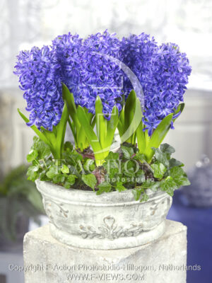 botanic stock photo Hyacinthus