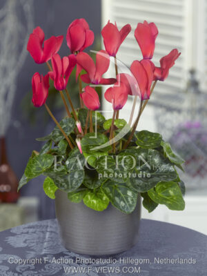 botanic stock photo Cyclaam