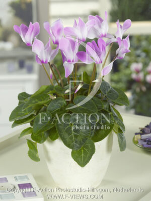 botanic stock photo Cyclaam