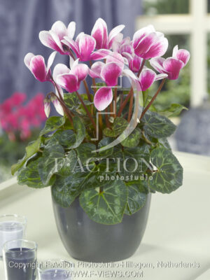 botanic stock photo Cyclaam