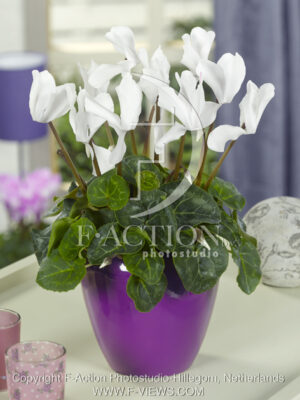 botanic stock photo Cyclaam