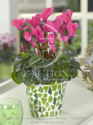 botanic stock photo Cyclaam