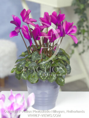 botanic stock photo Cyclaam