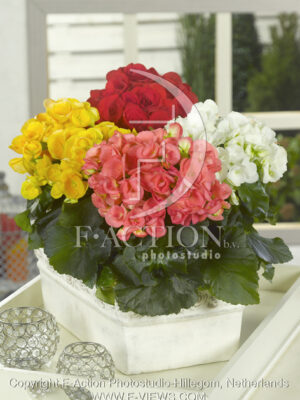 botanic stock photo Begonia
