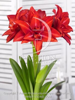 botanic stock photo Hippeastrum