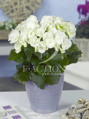 botanic stock photo Begonia