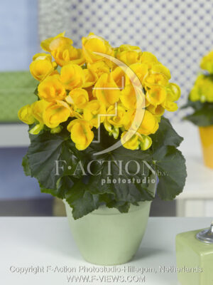 botanic stock photo Begonia