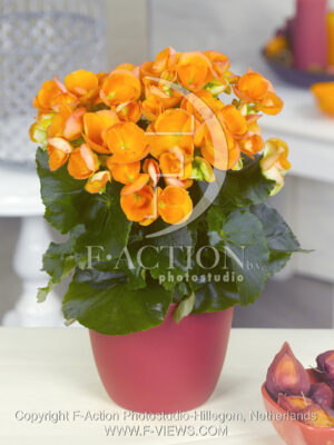 botanic stock photo Begonia