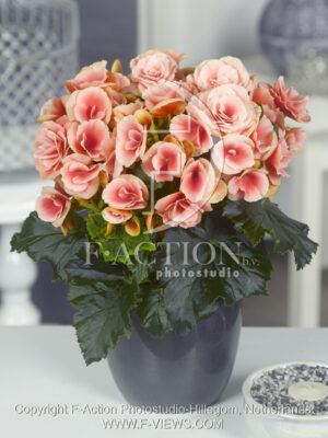 botanic stock photo Begonia