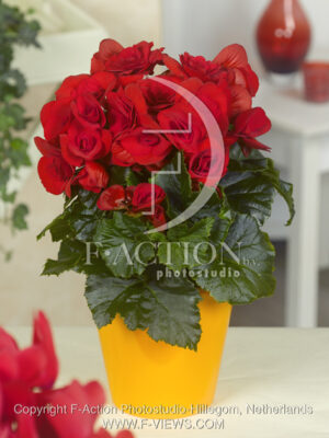 botanic stock photo Begonia