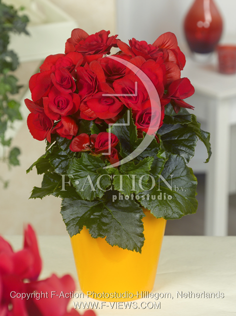 botanic stock photo Begonia