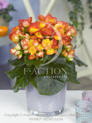 botanic stock photo Begonia